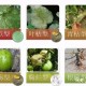 上海青疫病，识别、防治与科学管理全攻略