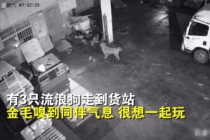 石家庄疫情中的温暖瞬间，那些令人泪目的感动事件