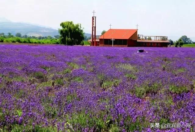 重庆市疫情最新动态与昆明防控措施解析