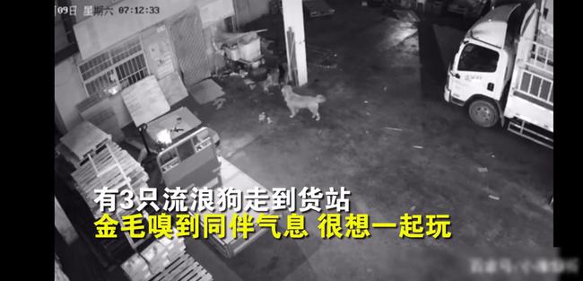 石家庄疫情中的温暖瞬间，那些令人泪目的感动事件