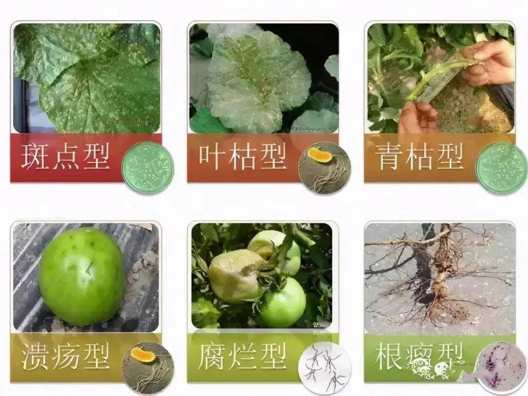 上海青疫病，识别、防治与科学管理全攻略
