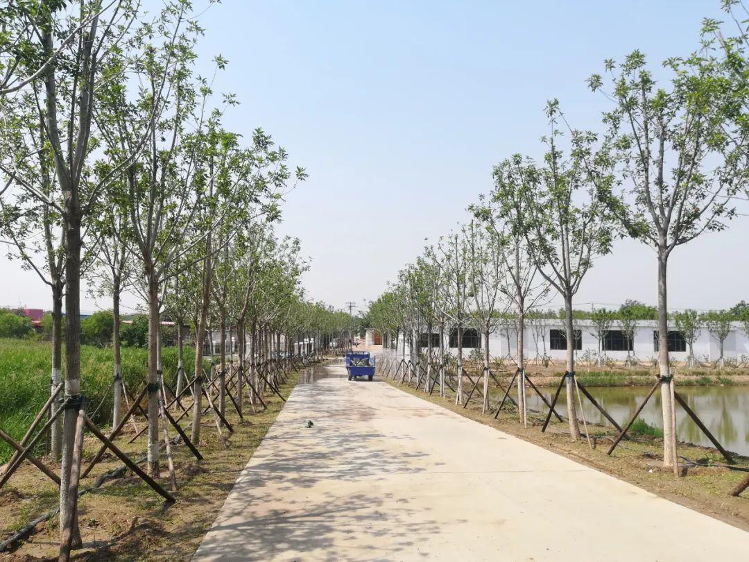 天津本轮疫情整体可控，科学防控与市民配合共筑安全屏障